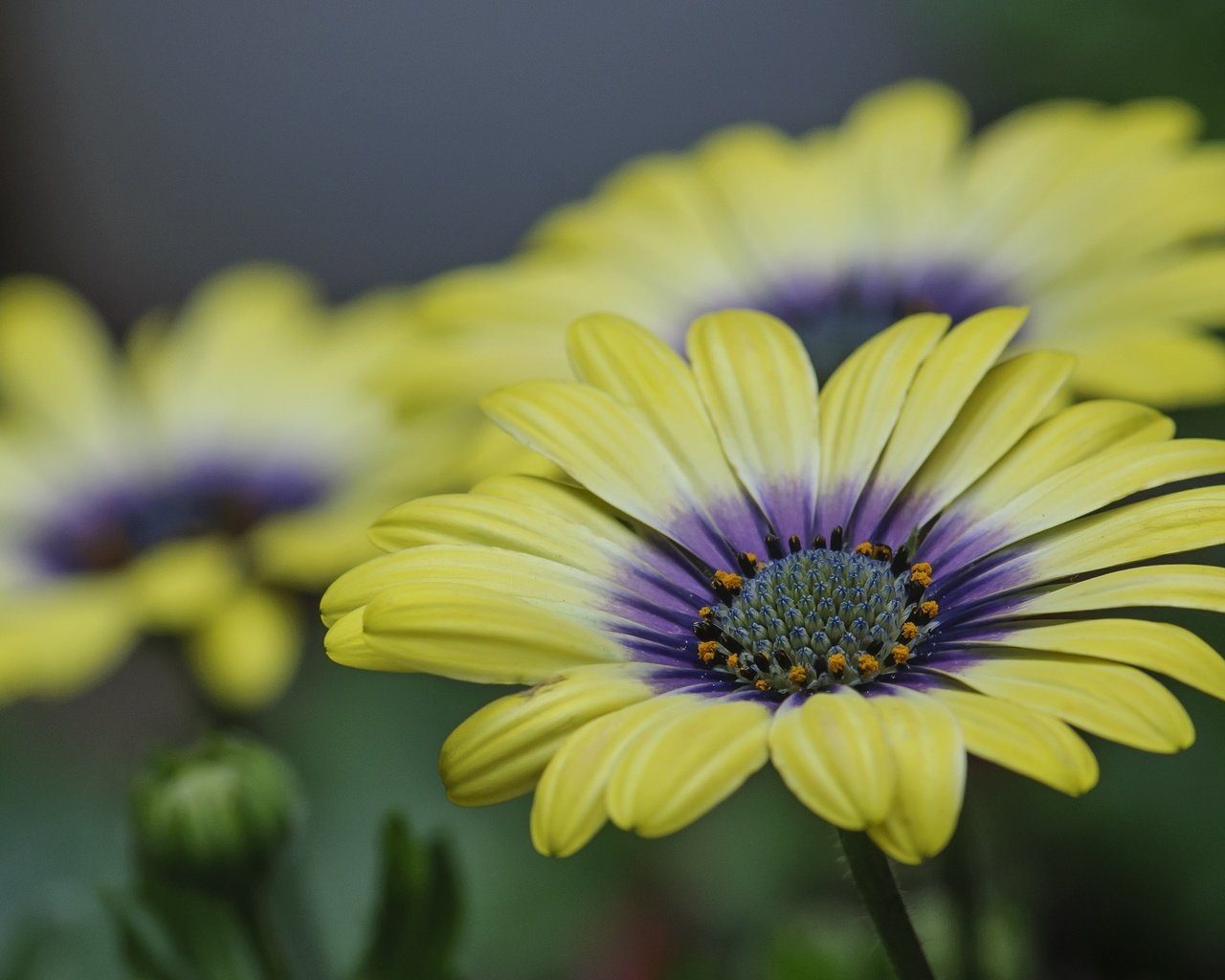 Обои цветы, природа, лепестки, герберы, flowers, nature, petals, gerbera разрешение 2048x1376 Загрузить