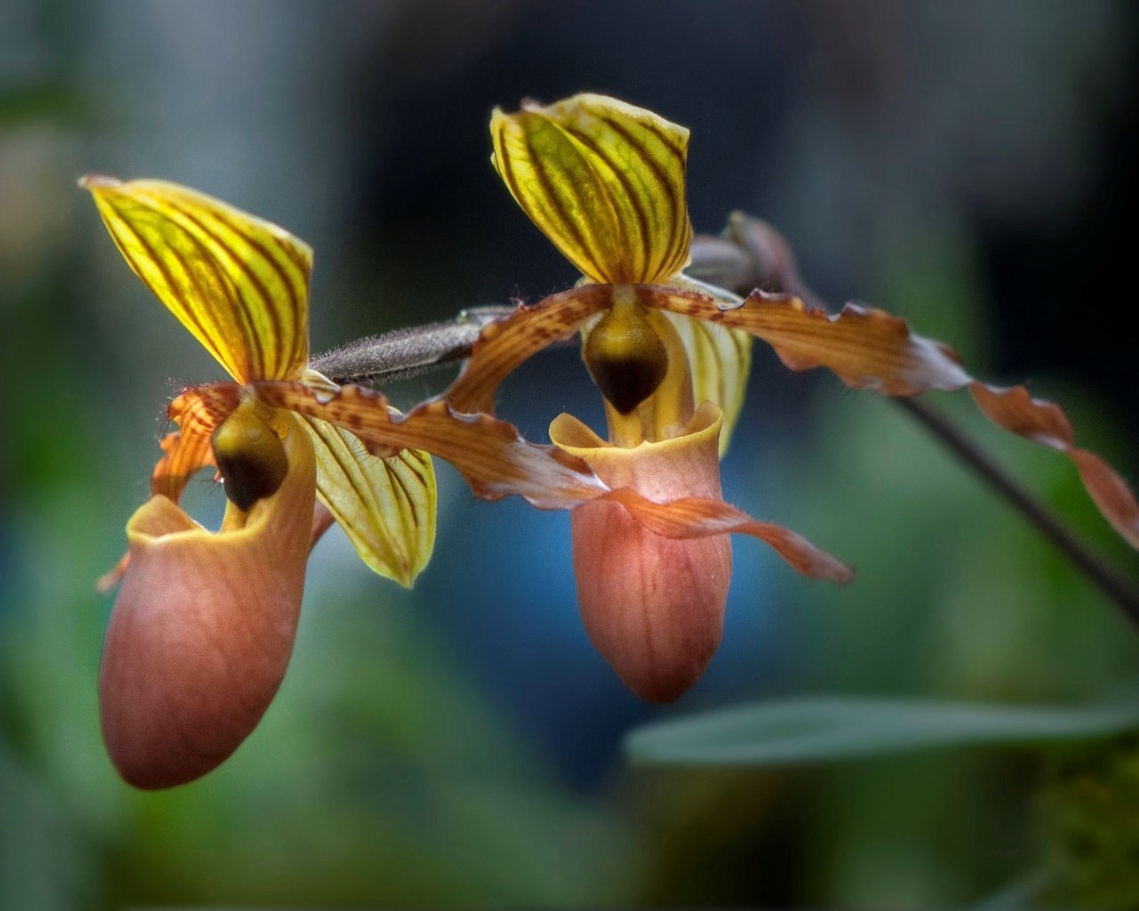 Обои природа, макро, лепестки, экзотика, орхидея, пафиопедилум, nature, macro, petals, exotic, orchid, paphiopedilum разрешение 2048x1360 Загрузить