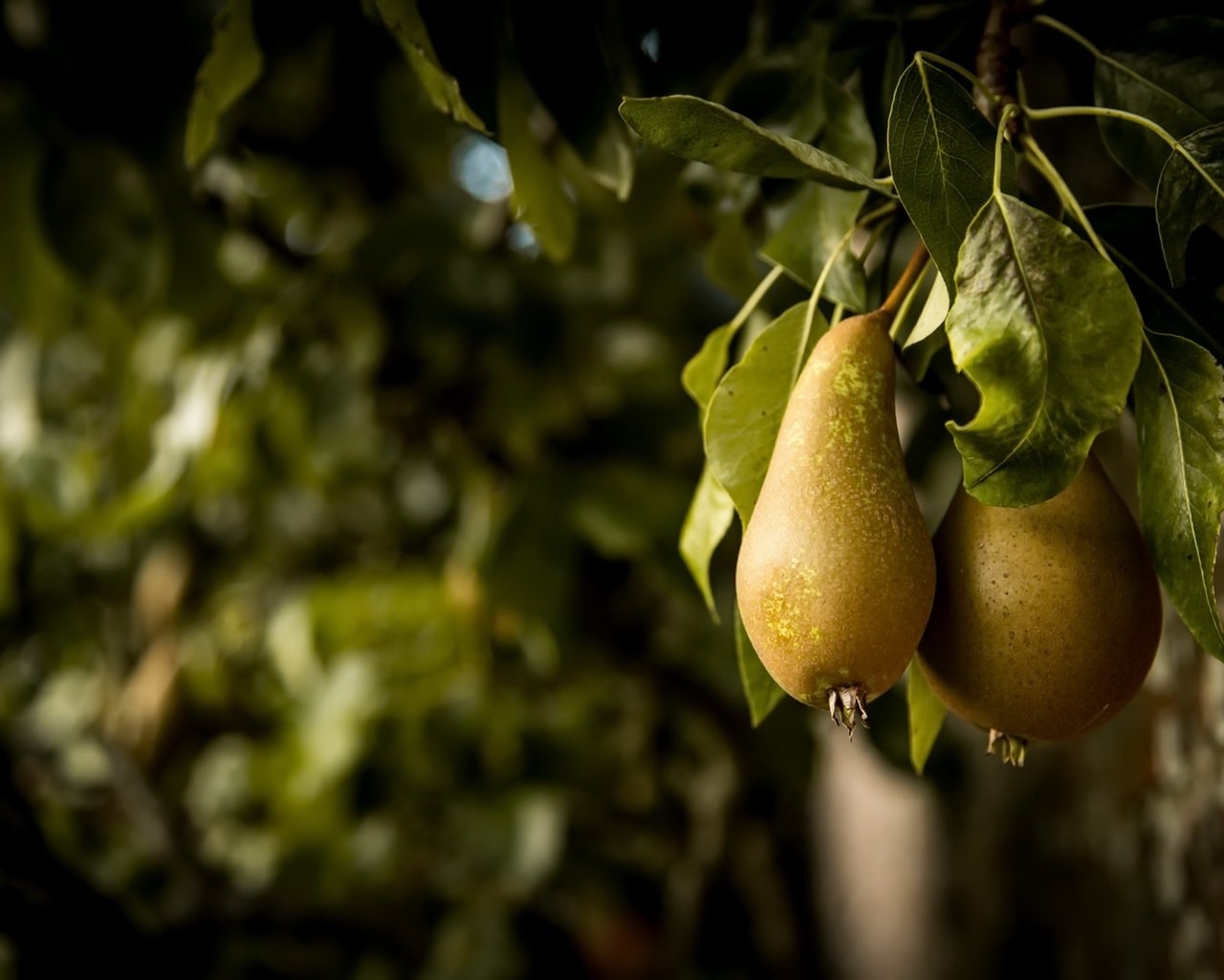 Обои природа, фрукты, плоды, груша, nature, fruit, pear разрешение 1920x1280 Загрузить