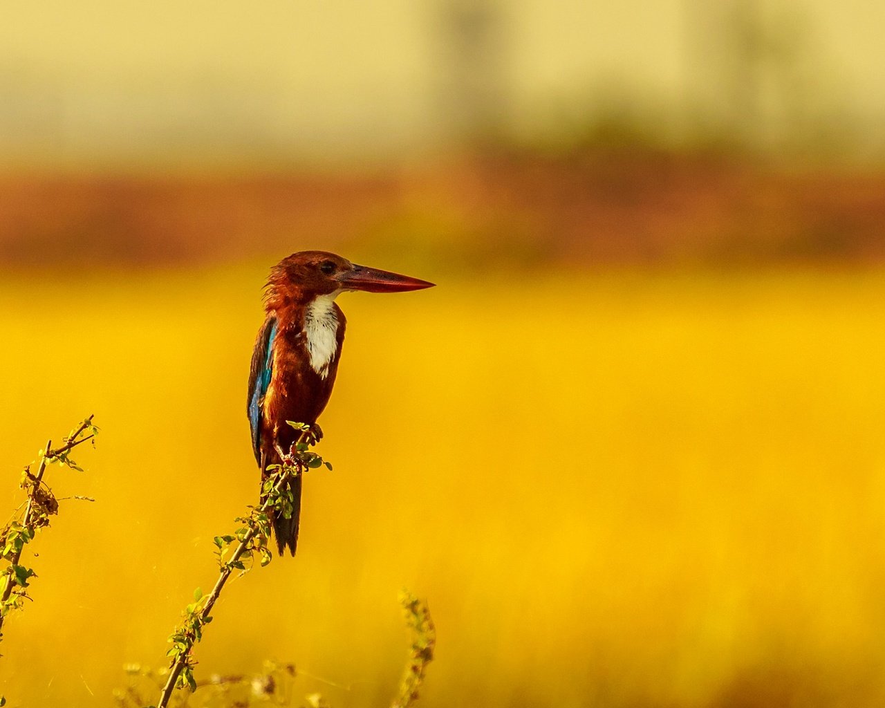 Обои природа, растения, фон, птица, клюв, зимородок, nature, plants, background, bird, beak, kingfisher разрешение 2048x1302 Загрузить