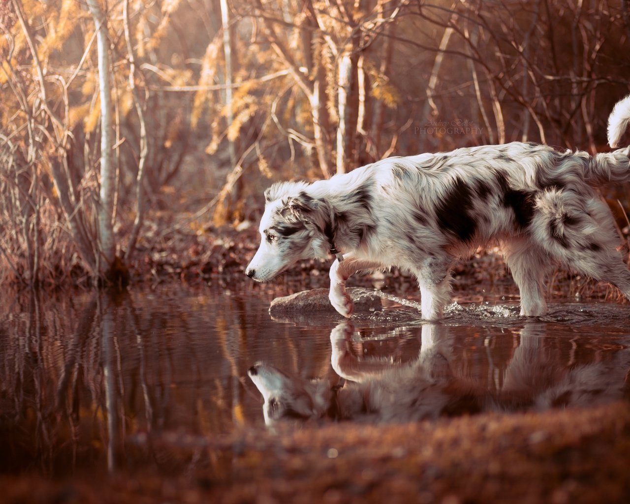 Обои вода, природа, лес, отражение, собака, прогулка, друг, бордер-колли, water, nature, forest, reflection, dog, walk, each, the border collie разрешение 2560x1707 Загрузить