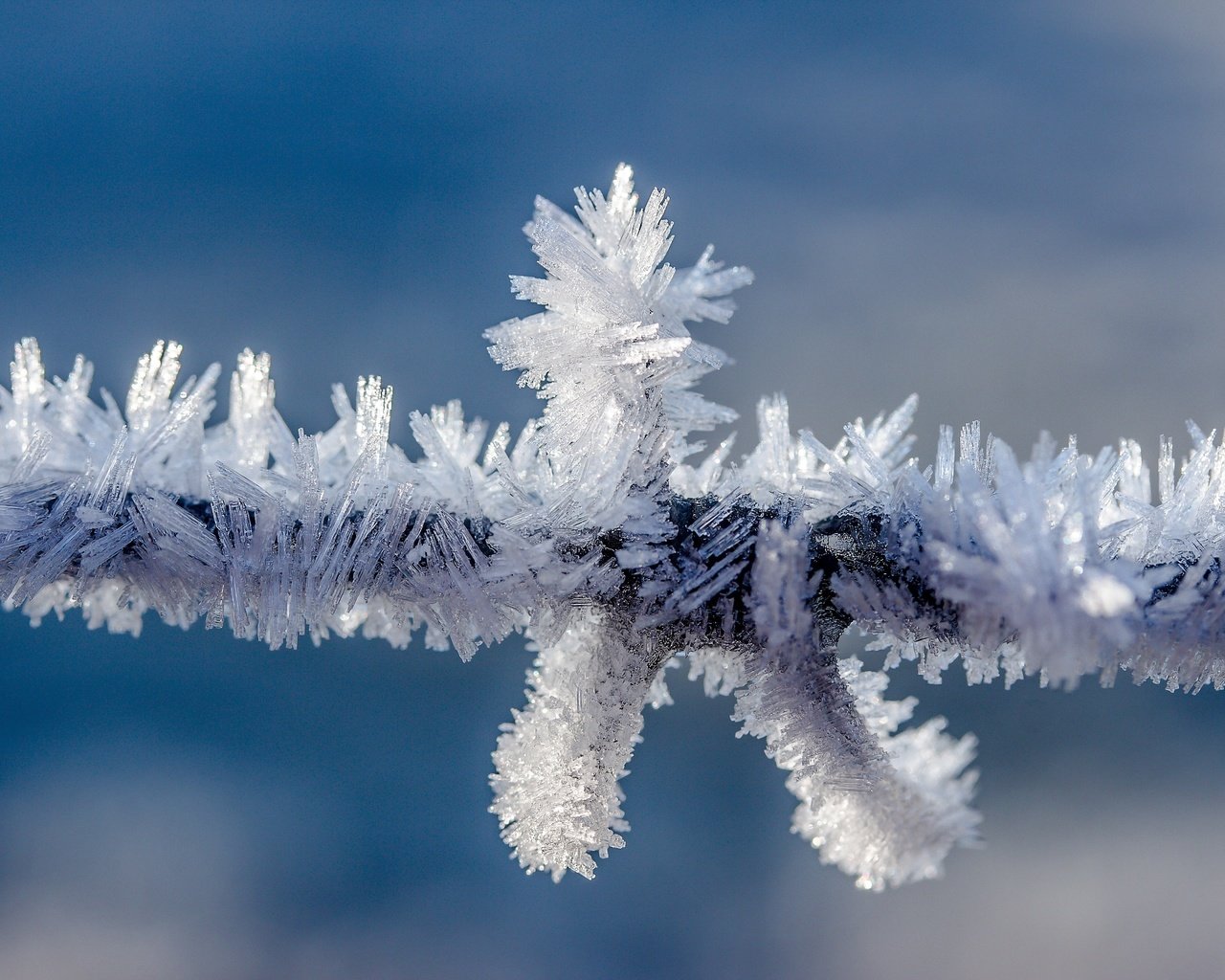 Обои природа, зима, мороз, проволока, иней, колючая проволока, провод, кристаллы, nature, winter, frost, wire, barbed wire, crystals разрешение 5184x3456 Загрузить