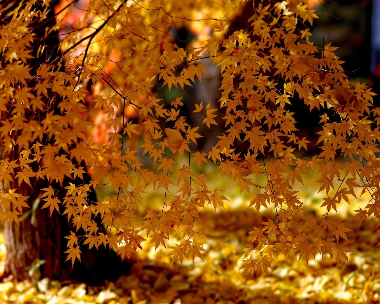 Обои свет, деревья, природа, листья, парк, осень, клен, желтые, light, trees, nature, leaves, park, autumn, maple, yellow разрешение 3000x2000 Загрузить