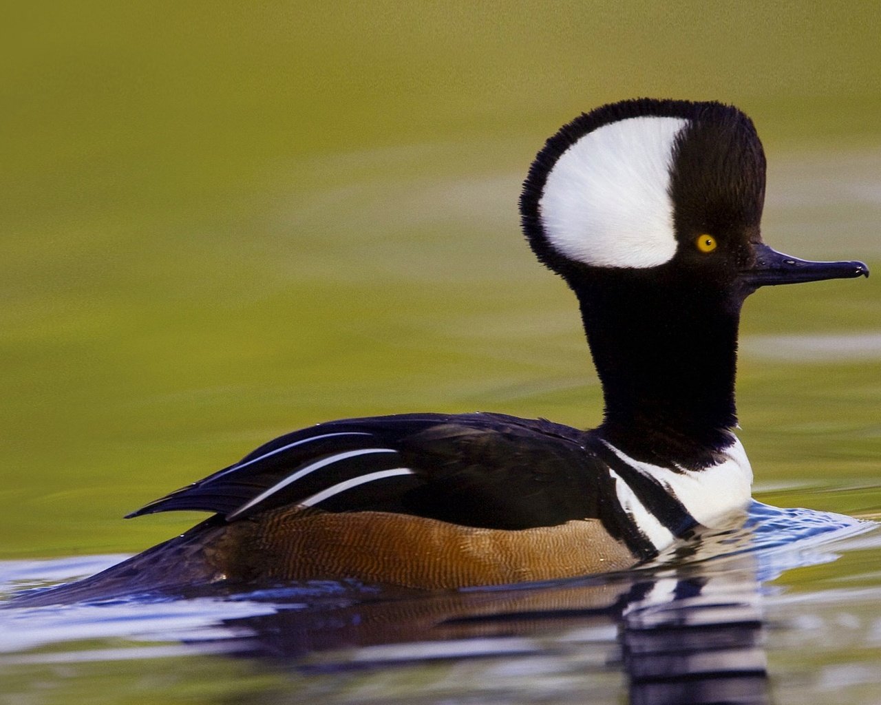 Обои птица, сша, южная каролина, хохлатый крохаль, bird, usa, south carolina, crested merganser разрешение 1920x1080 Загрузить