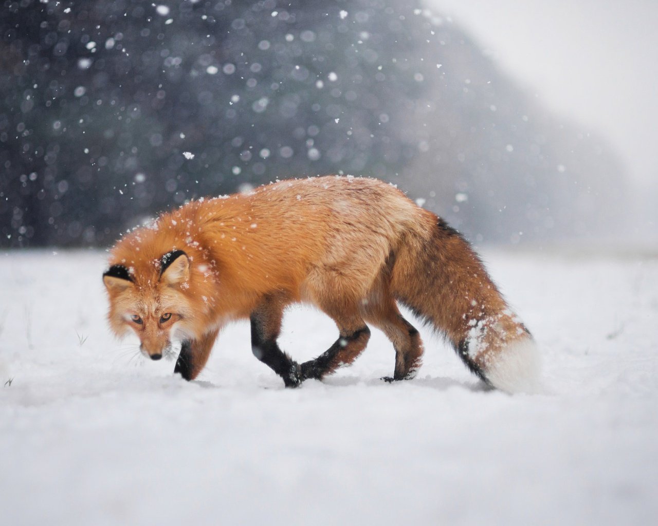 Обои снег, зима, взгляд, лиса, лисица, боке, snow, winter, look, fox, bokeh разрешение 2048x1367 Загрузить