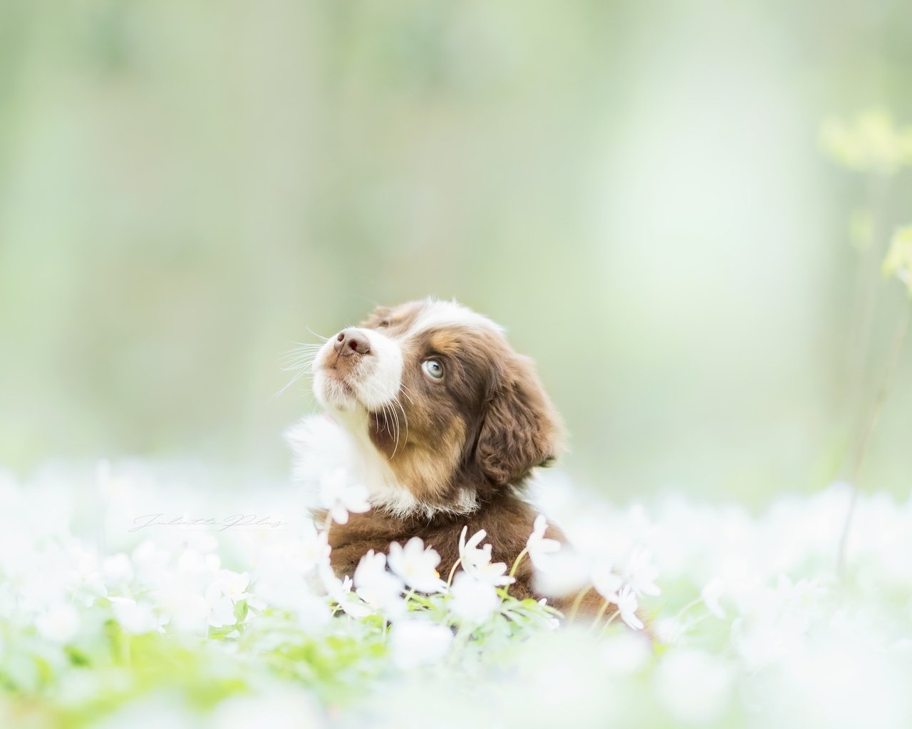 Обои цветы, собака, щенок, весна, бордер-колли, flowers, dog, puppy, spring, the border collie разрешение 2560x1675 Загрузить