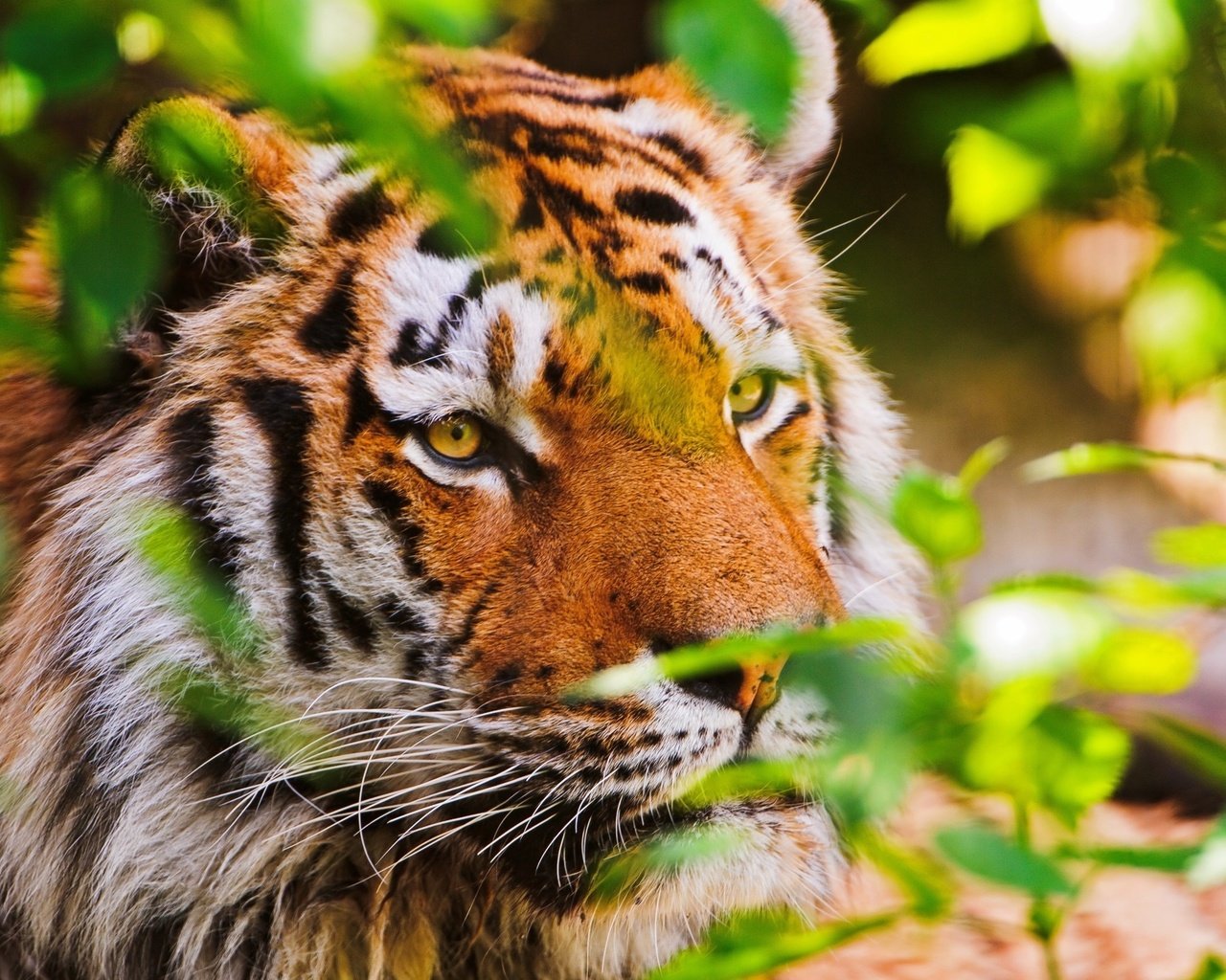 Обои тигр, морда, листья, взгляд, хищник, tiger, face, leaves, look, predator разрешение 2560x1600 Загрузить