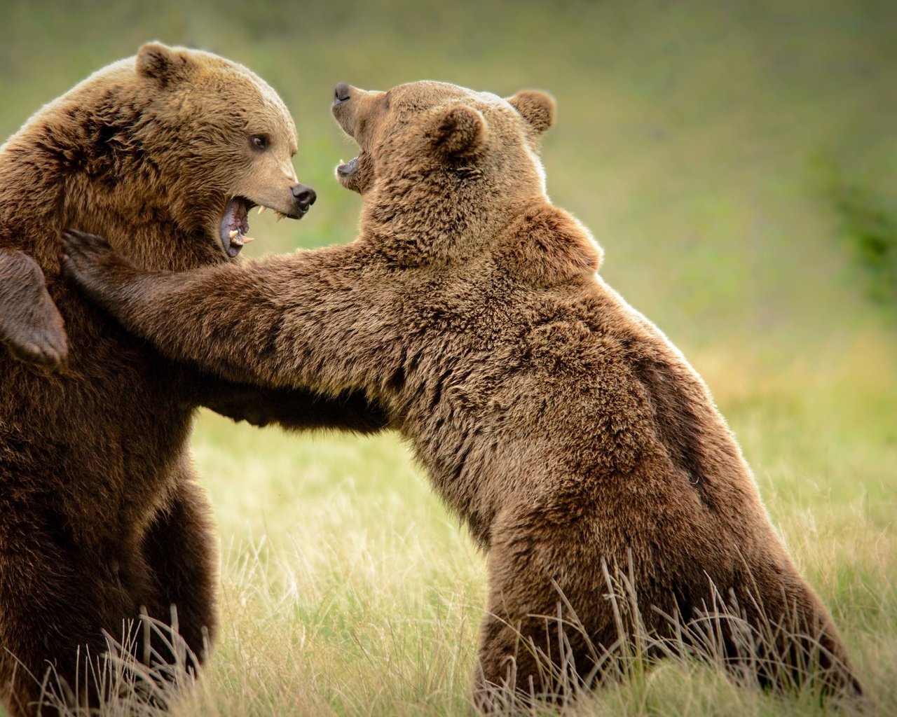Обои трава, борьба, медведь, медведи, grass, fight, bear, bears разрешение 3840x2160 Загрузить