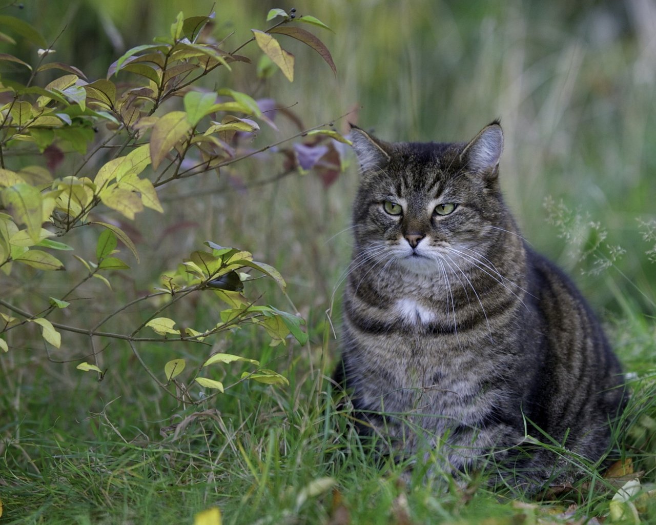 Обои глаза, трава, природа, листья, кот, усы, ветки, кошка, взгляд, look, eyes, grass, nature, leaves, cat, mustache, branches разрешение 2560x1600 Загрузить