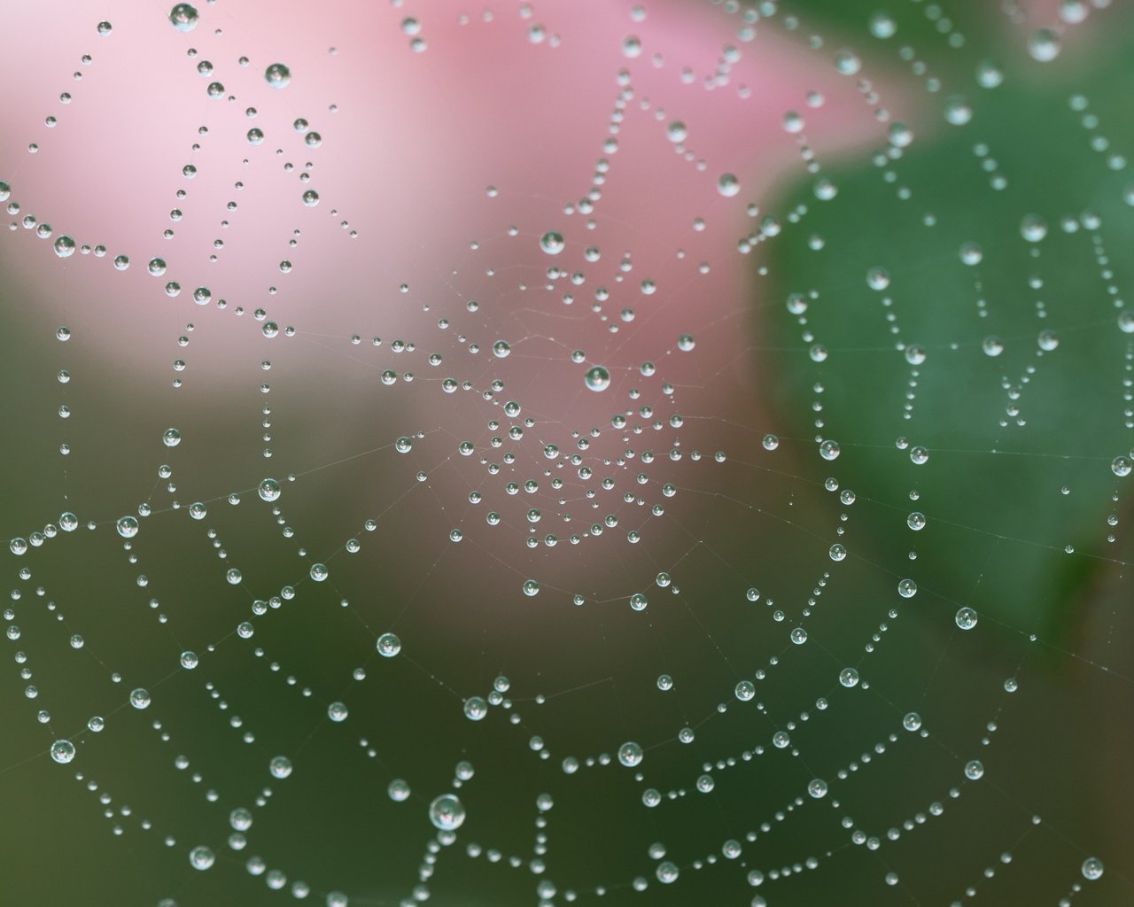 Обои вода, макро, роса, капли, капельки, паутина, сеть, ловушка, water, macro, rosa, drops, droplets, web, network, trap разрешение 2400x2400 Загрузить