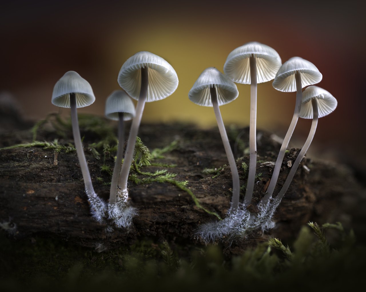 Обои природа, лес, осень, грибы, шляпки, sophiaspurgin, nature, forest, autumn, mushrooms, hats разрешение 5760x3840 Загрузить