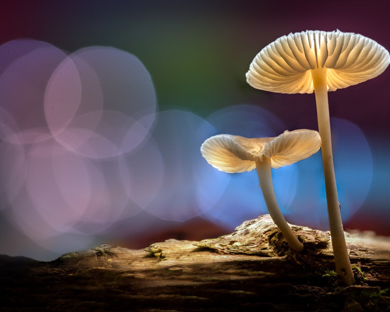 Обои свет, лес, осень, грибы, шляпки, боке, sophiaspurgin, light, forest, autumn, mushrooms, hats, bokeh разрешение 5652x3768 Загрузить