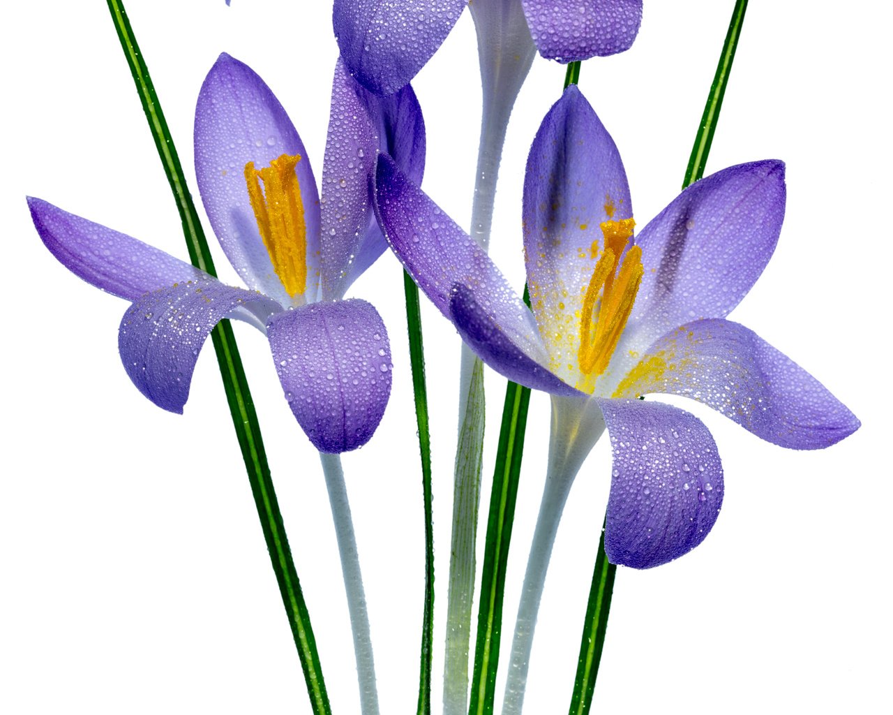 Обои цветок, фиолетовый, весна, дождь, белый фон, ирисы, ирис, sophiaspurgin, flower, purple, spring, rain, white background, irises, iris разрешение 3798x5696 Загрузить