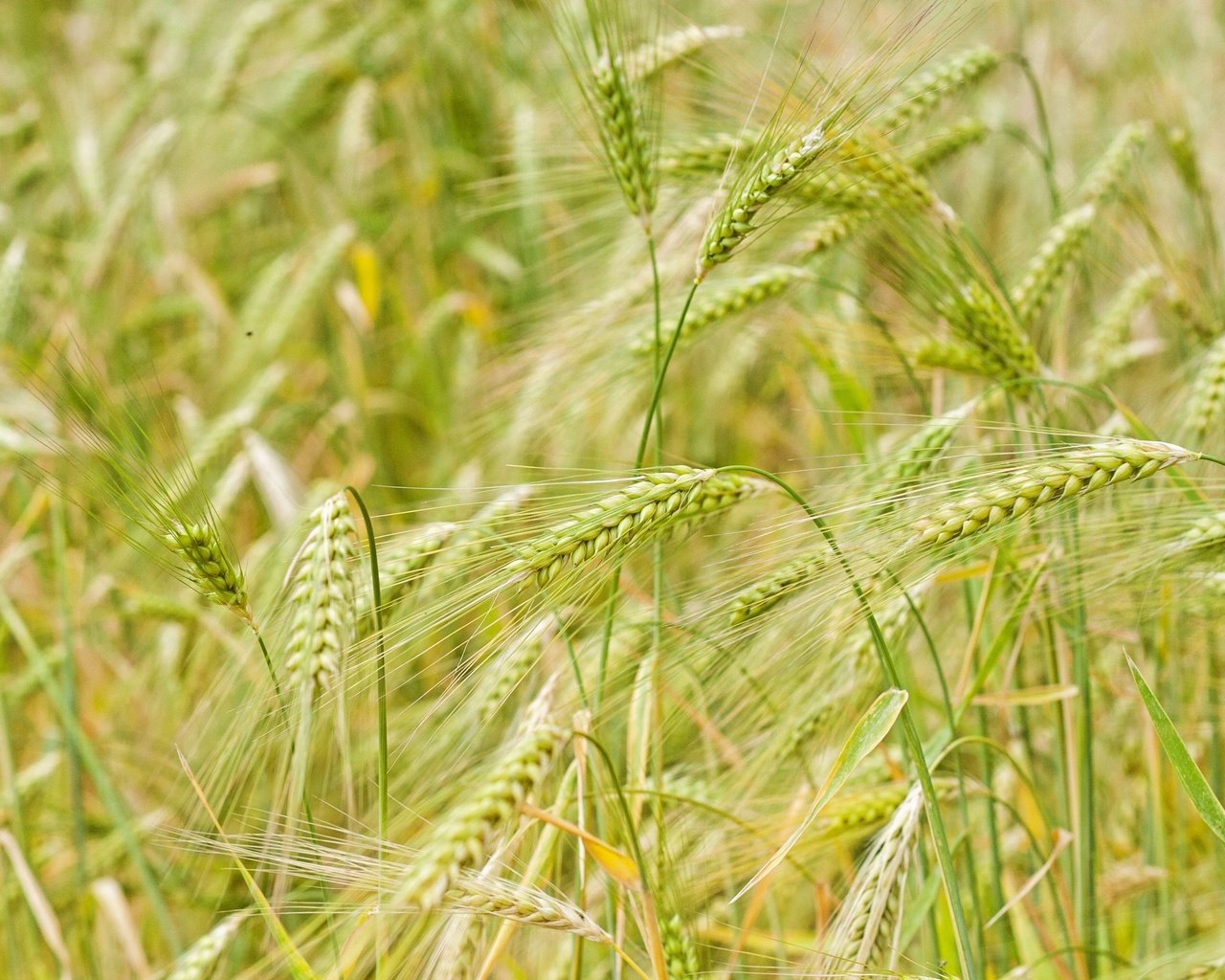 Обои природа, макро, поле, колосья, пшеница, nature, macro, field, ears, wheat разрешение 3200x2133 Загрузить