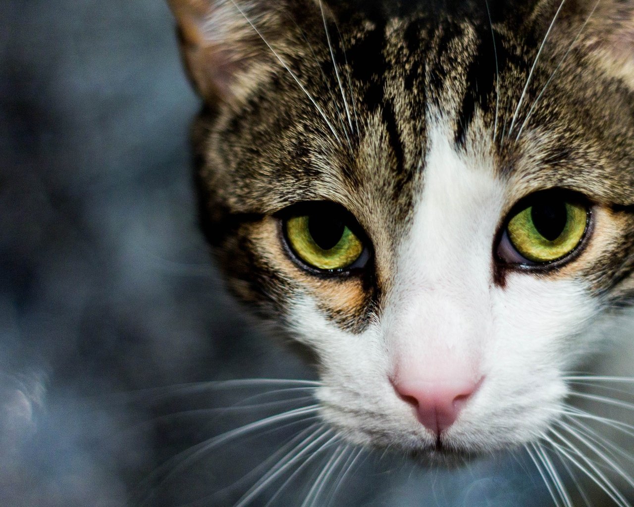 Обои глаза, кот, мордочка, усы, кошка, взгляд, eyes, cat, muzzle, mustache, look разрешение 2560x1586 Загрузить