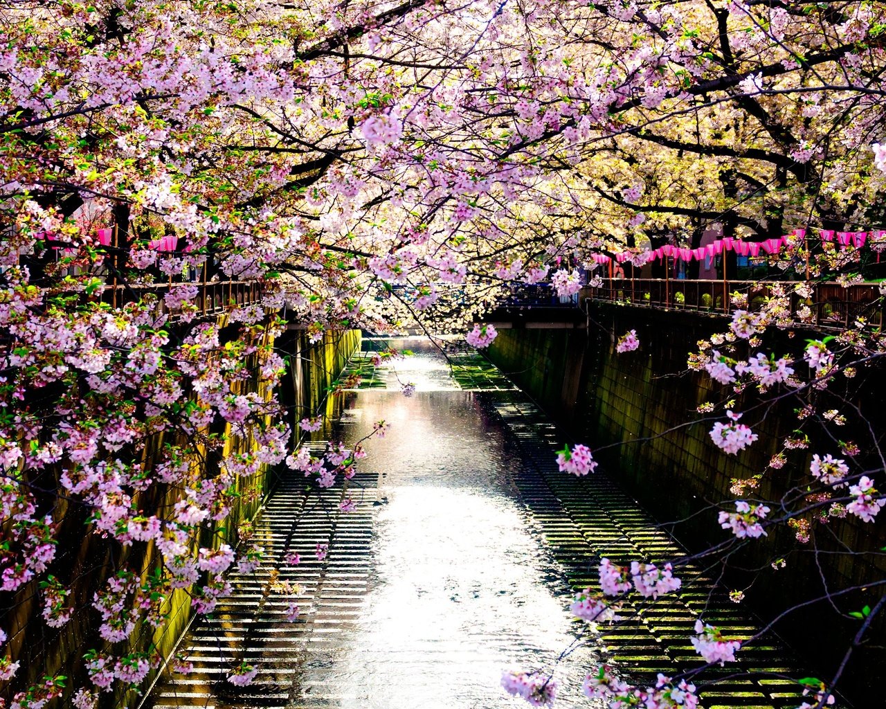 Обои река, цветение, отражение, забор, япония, весна, сакура, river, flowering, reflection, the fence, japan, spring, sakura разрешение 2560x1707 Загрузить