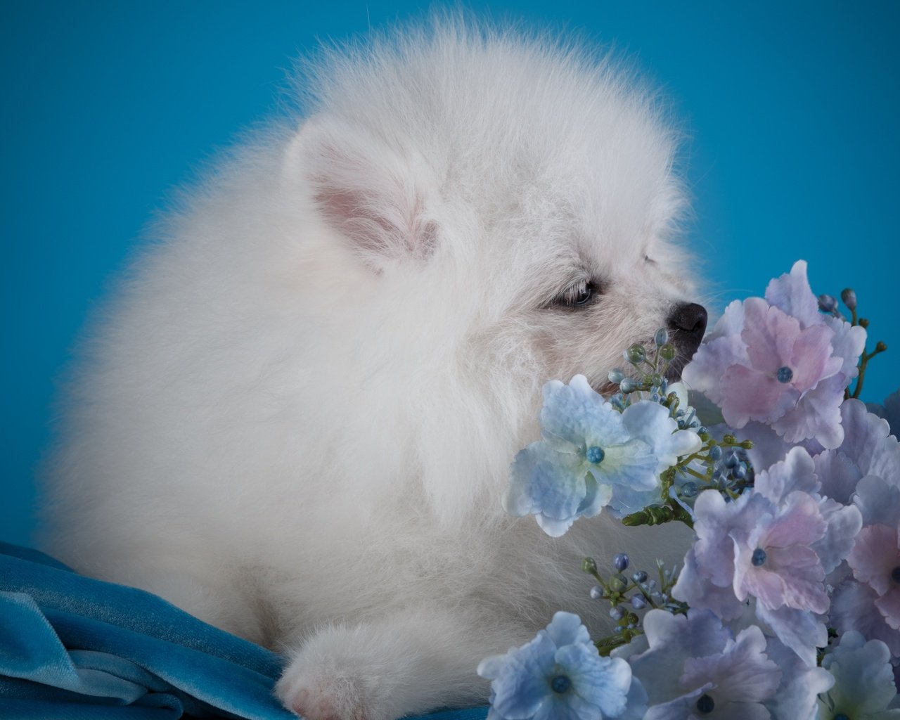 Обои цветы, белый, собака, щенок, гортензия, шпиц, flowers, white, dog, puppy, hydrangea, spitz разрешение 3000x1936 Загрузить