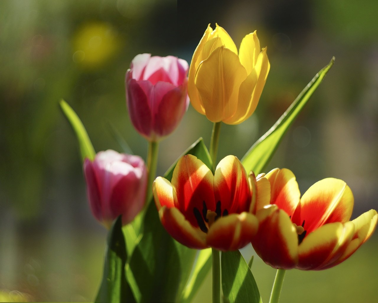 Обои цветы, бутоны, лепестки, тюльпаны, боке, flowers, buds, petals, tulips, bokeh разрешение 1983x1363 Загрузить