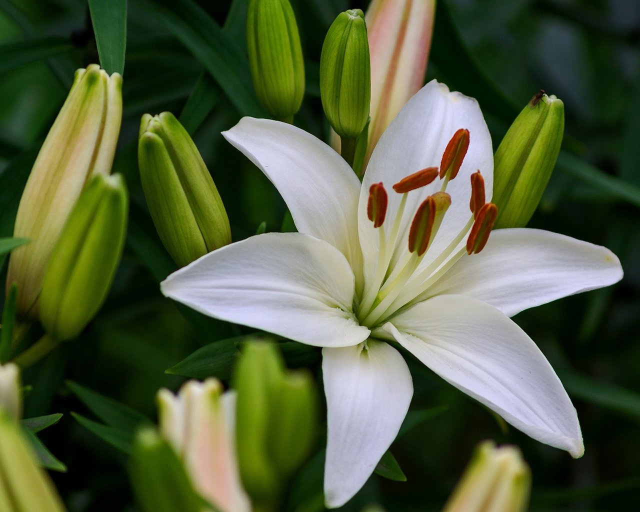 Обои цветы, бутоны, макро, лилия, белые, белая, flowers, buds, macro, lily, white разрешение 1920x1296 Загрузить