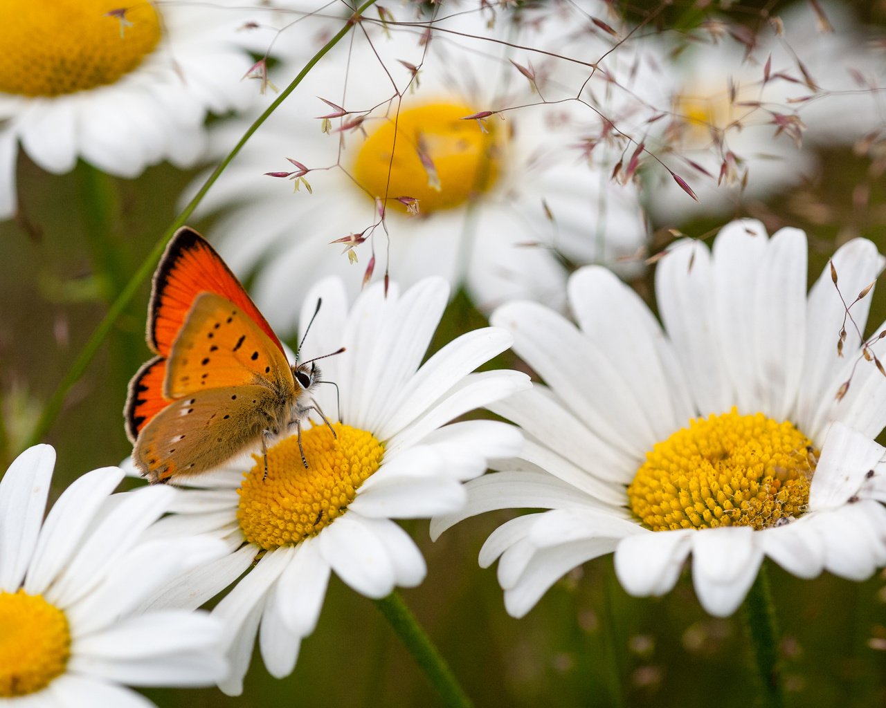 Обои цветы, насекомое, бабочка, ромашки, flowers, insect, butterfly, chamomile разрешение 3000x2000 Загрузить