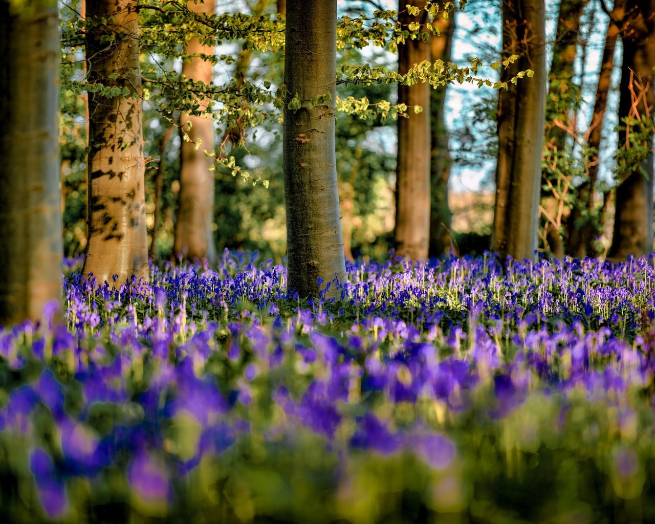 Обои цветы, деревья, лес, весна, flowers, trees, forest, spring разрешение 2560x1709 Загрузить