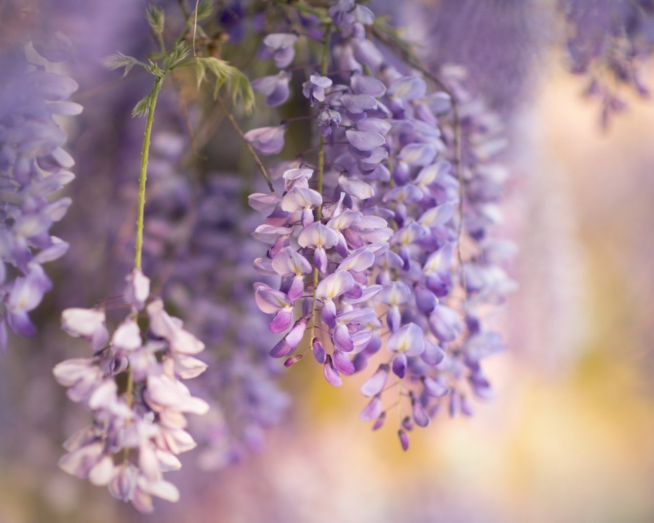 Обои цветы, природа, весна, глициния, вистерия, flowers, nature, spring, wisteria разрешение 2560x1525 Загрузить