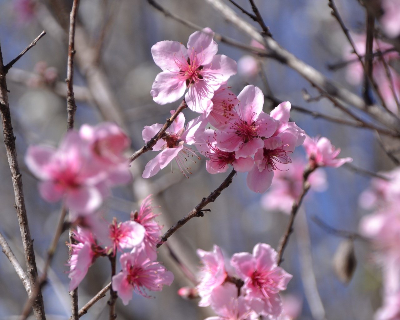 Обои цветы, цветение, ветки, весна, розовые, flowers, flowering, branches, spring, pink разрешение 2304x1536 Загрузить