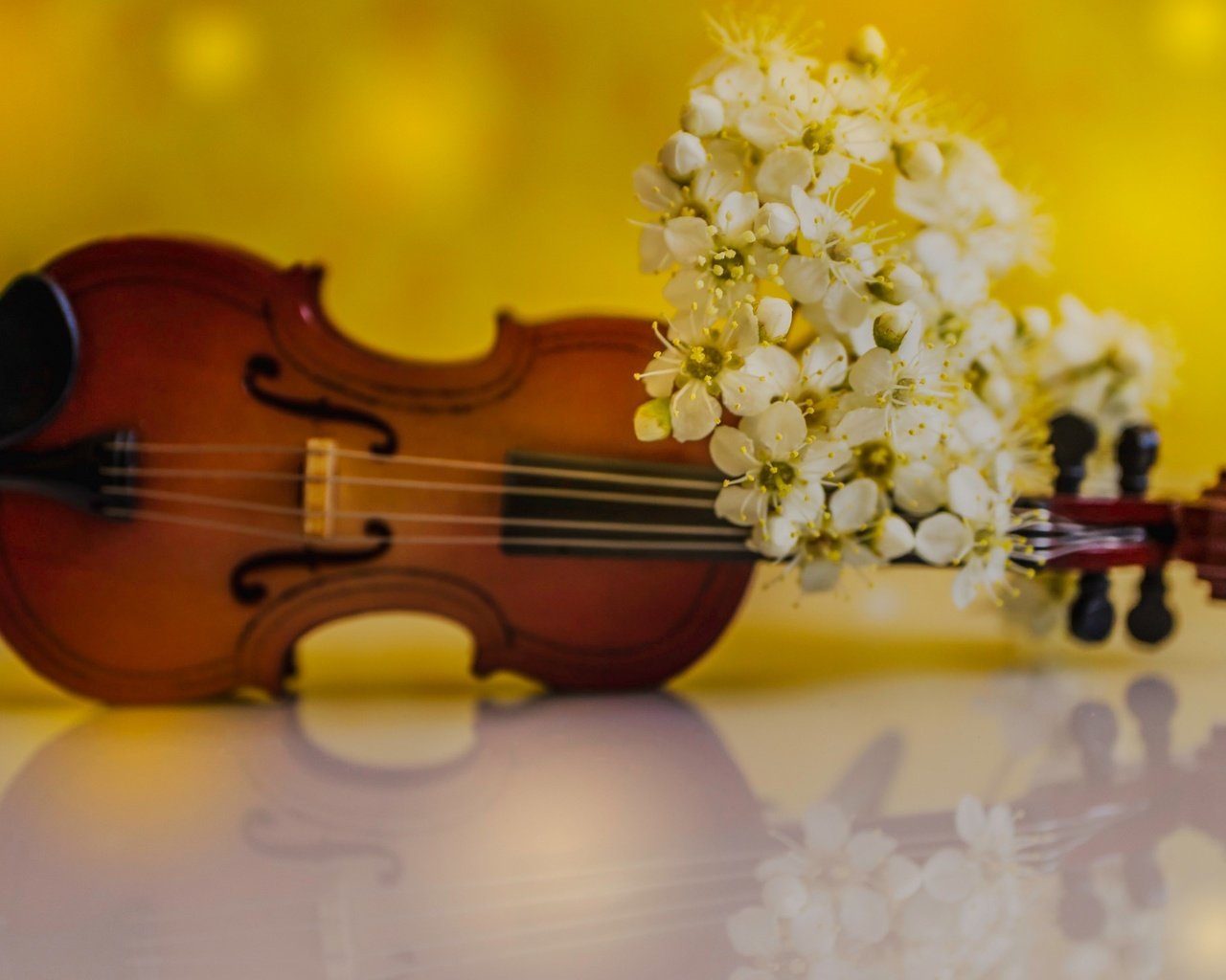 Обои цветы, отражение, скрипка, лепестки, весна, flowers, reflection, violin, petals, spring разрешение 2048x1464 Загрузить