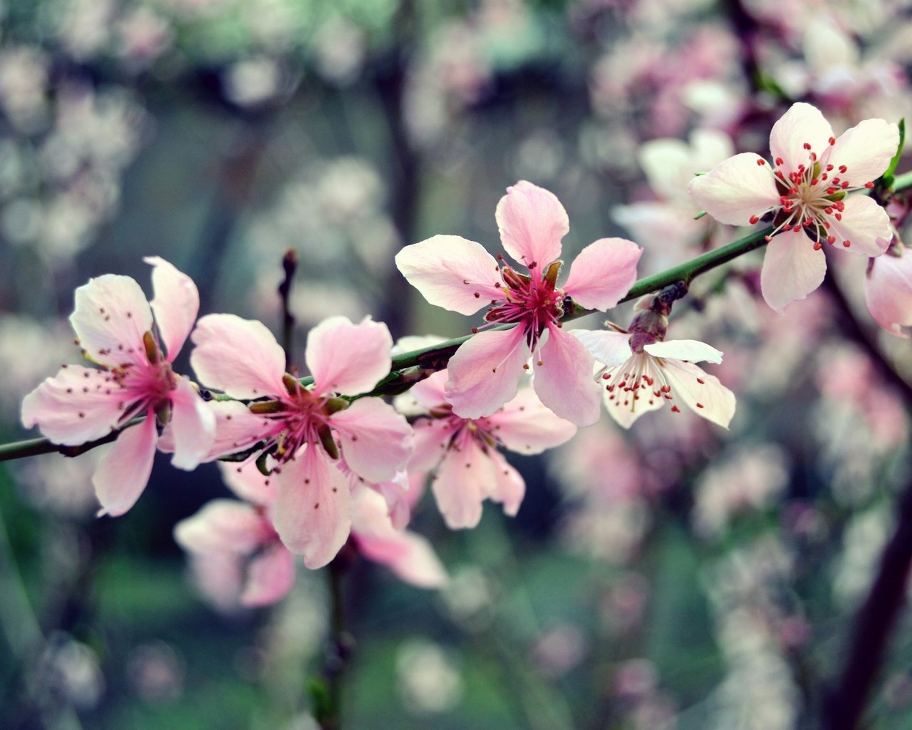 Обои цветы, ветка, дерево, цветение, макро, весна, розовый, вишня, flowers, branch, tree, flowering, macro, spring, pink, cherry разрешение 2449x1632 Загрузить