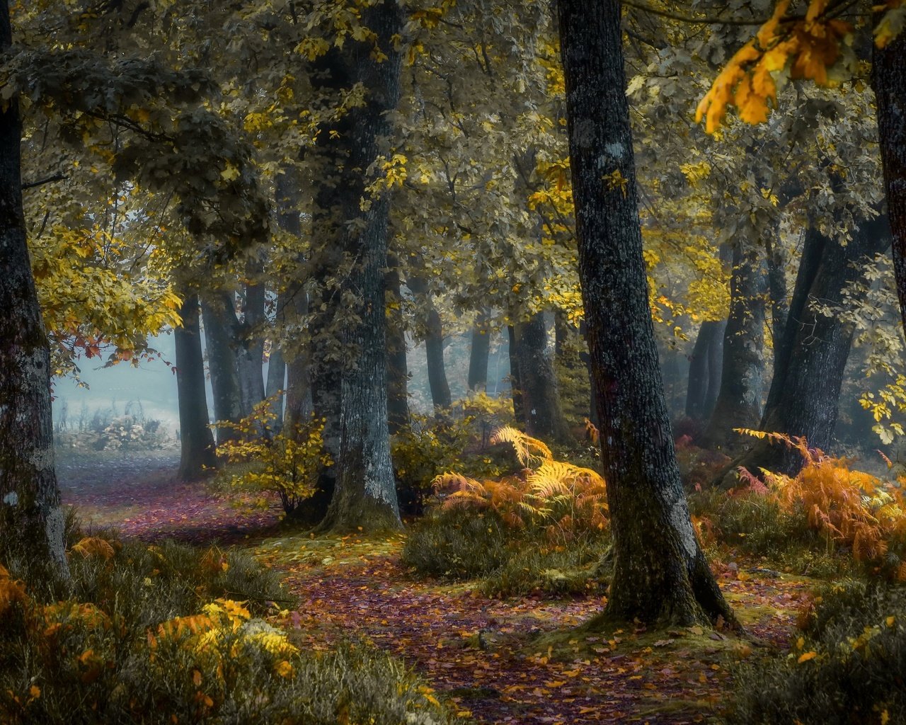 Обои деревья, природа, лес, осень, trees, nature, forest, autumn разрешение 2560x1650 Загрузить