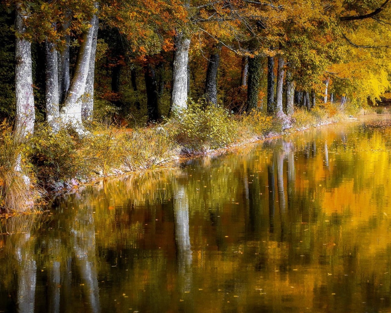 Обои деревья, отражение, листва, осень, пруд, trees, reflection, foliage, autumn, pond разрешение 1999x1223 Загрузить