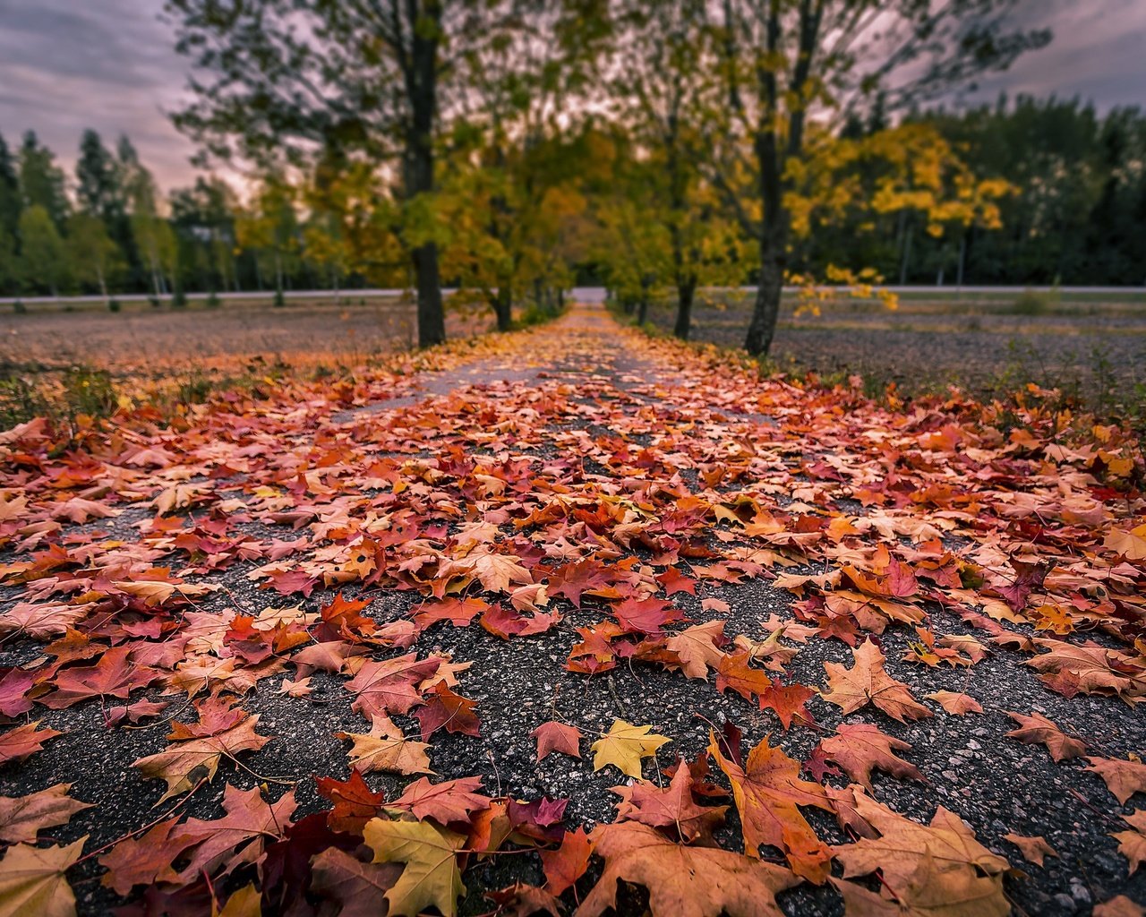 Обои дорога, деревья, природа, листья, осень, road, trees, nature, leaves, autumn разрешение 2048x1365 Загрузить