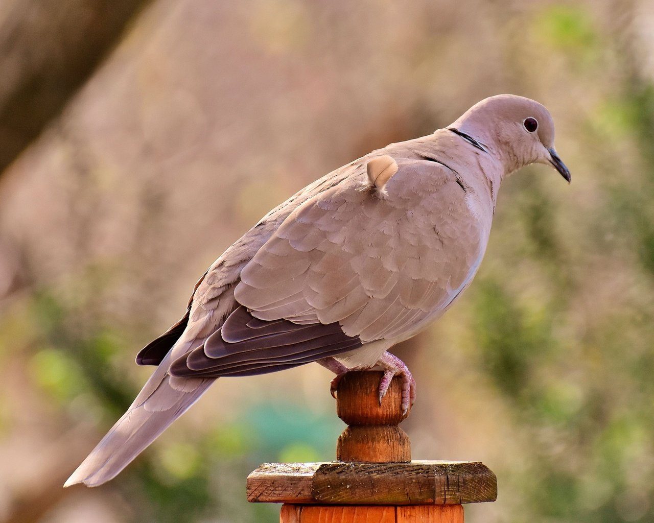 Обои птица, клюв, перья, голубь, bird, beak, feathers, dove разрешение 3840x2350 Загрузить