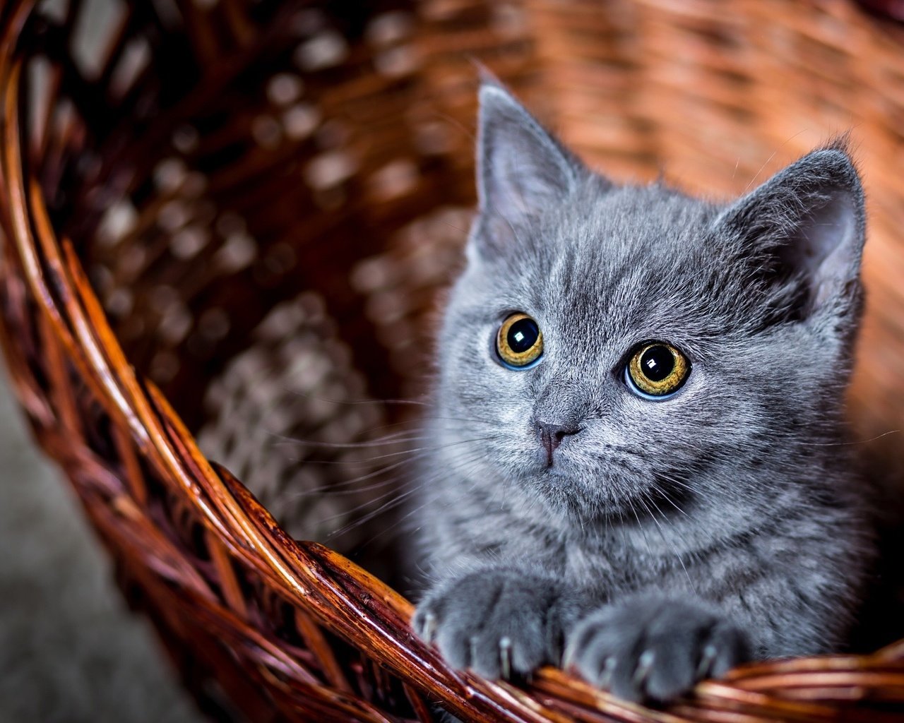 Обои глаза, усы, кошка, взгляд, котенок, серый, корзинка, к, eyes, mustache, cat, look, kitty, grey, basket, to разрешение 2048x1366 Загрузить