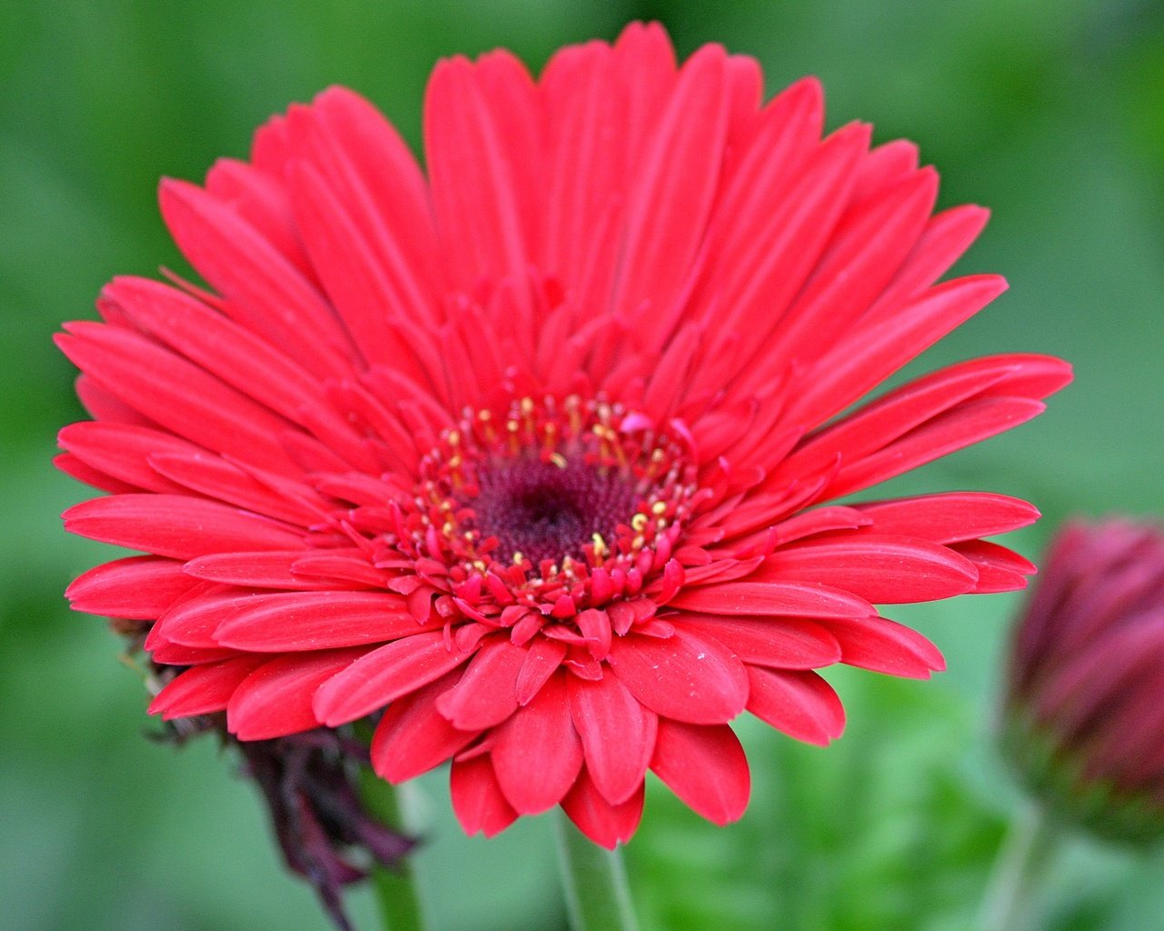 Обои макро, цветок, гербера, красный цветок, macro, flower, gerbera, red flower разрешение 3142x2827 Загрузить