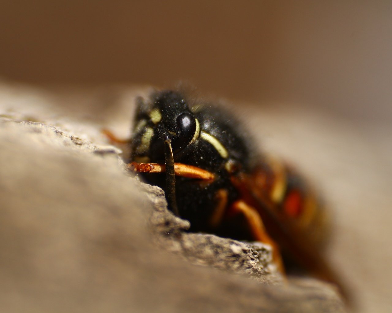 Обои макро, насекомое, размытость, оса, крупным планом, macro, insect, blur, osa, closeup разрешение 1920x1280 Загрузить