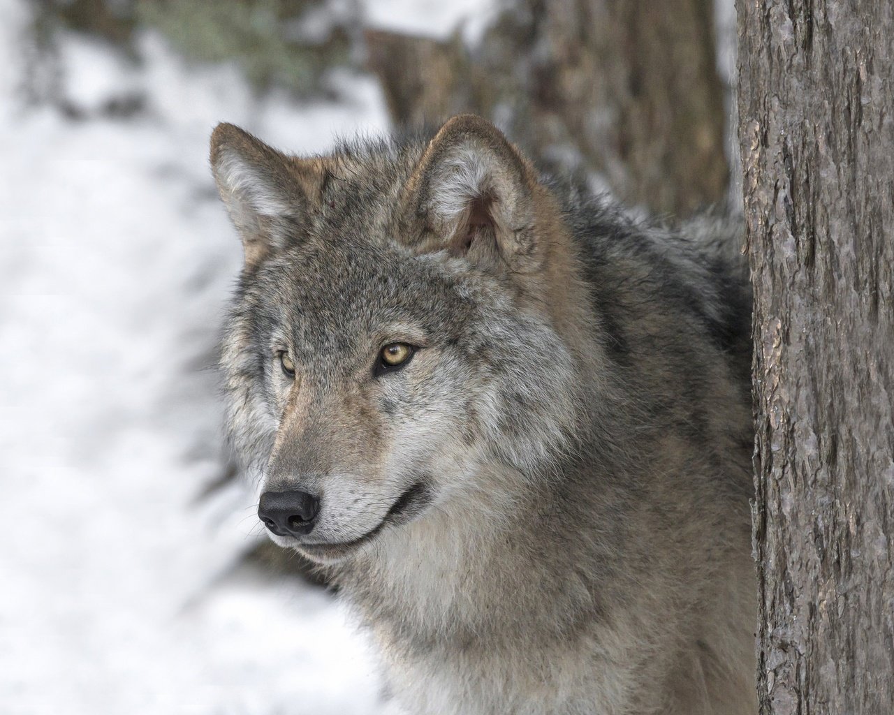 Обои морда, взгляд, хищник, волк, face, look, predator, wolf разрешение 2048x1365 Загрузить