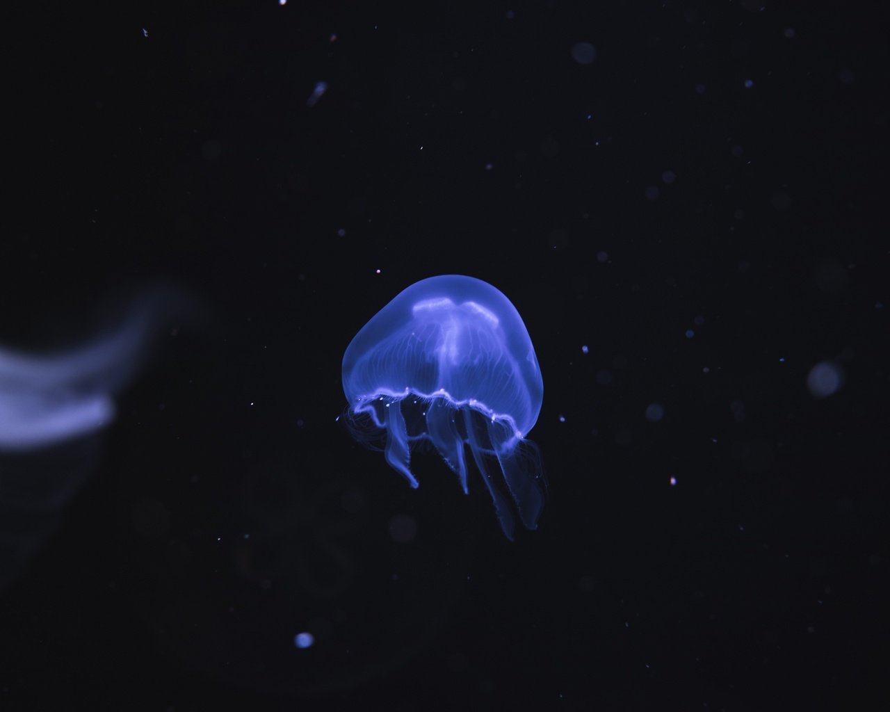 Обои море, океан, медуза, подводный мир, sea, the ocean, medusa, underwater world разрешение 3840x2560 Загрузить