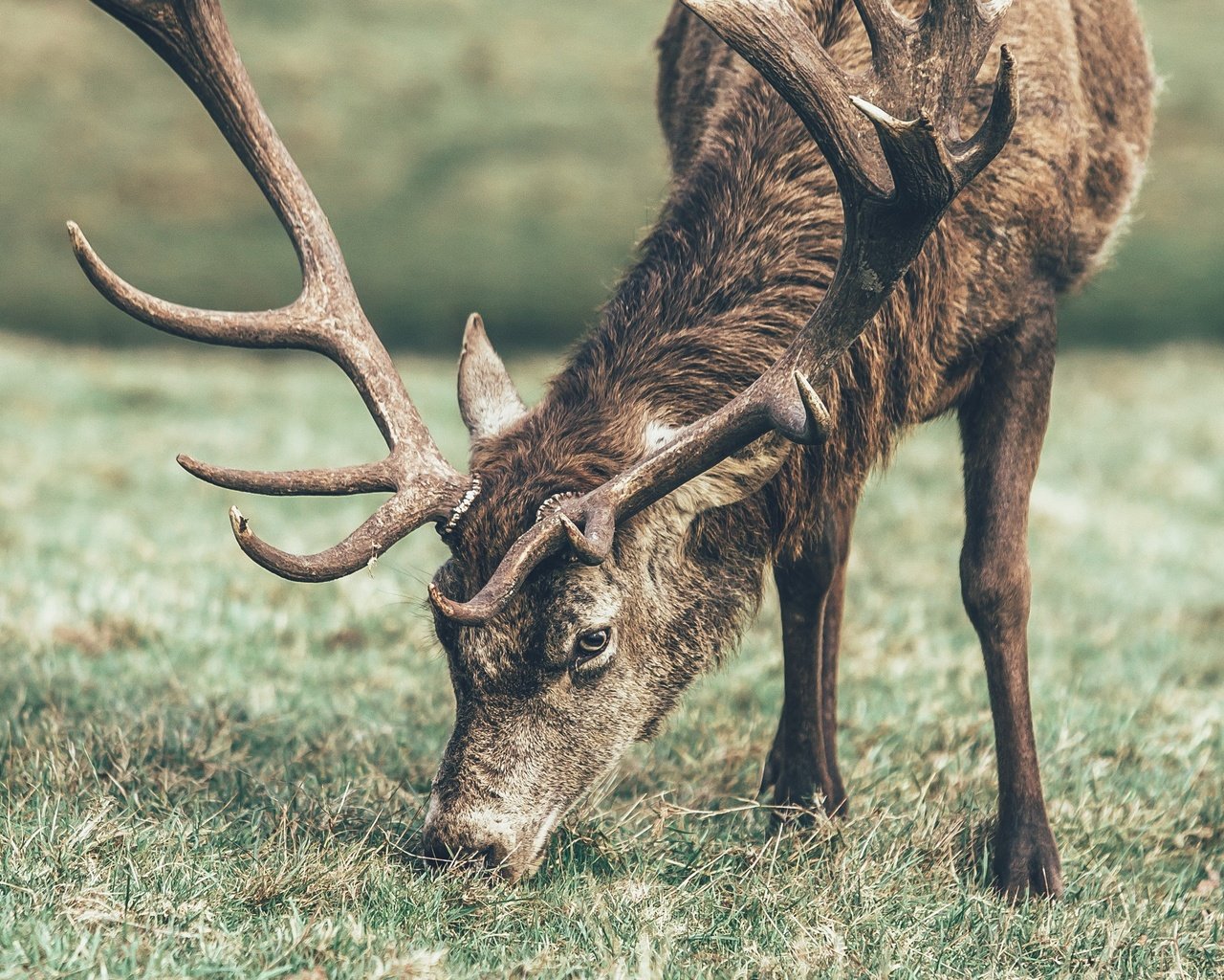 Обои трава, олень, животное, рога, grass, deer, animal, horns разрешение 2560x1600 Загрузить