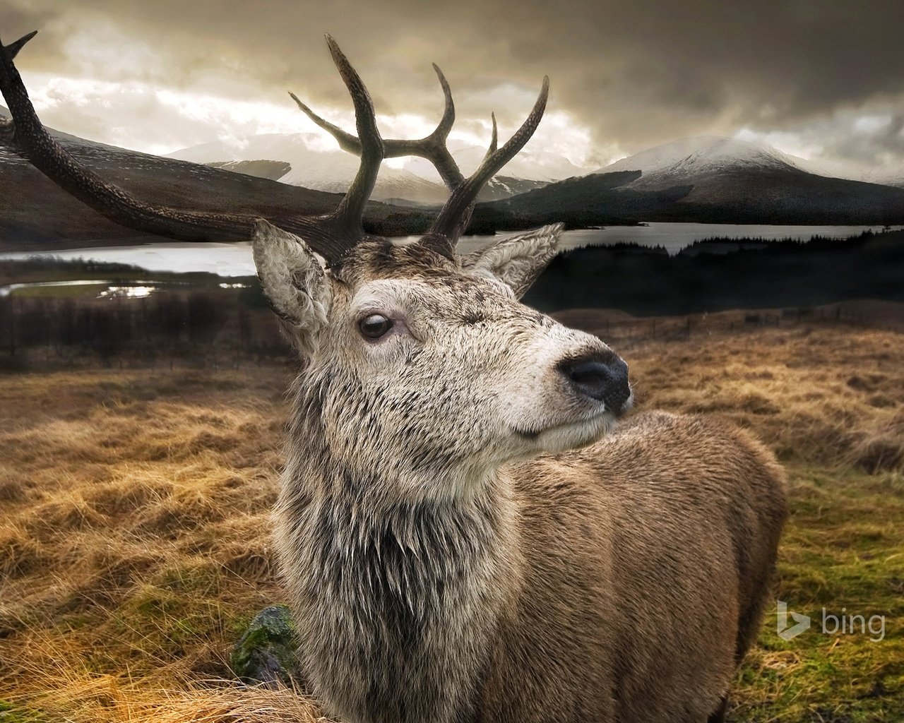 Обои озеро, горы, природа, олень, рога, шотландия, lake, mountains, nature, deer, horns, scotland разрешение 1920x1200 Загрузить