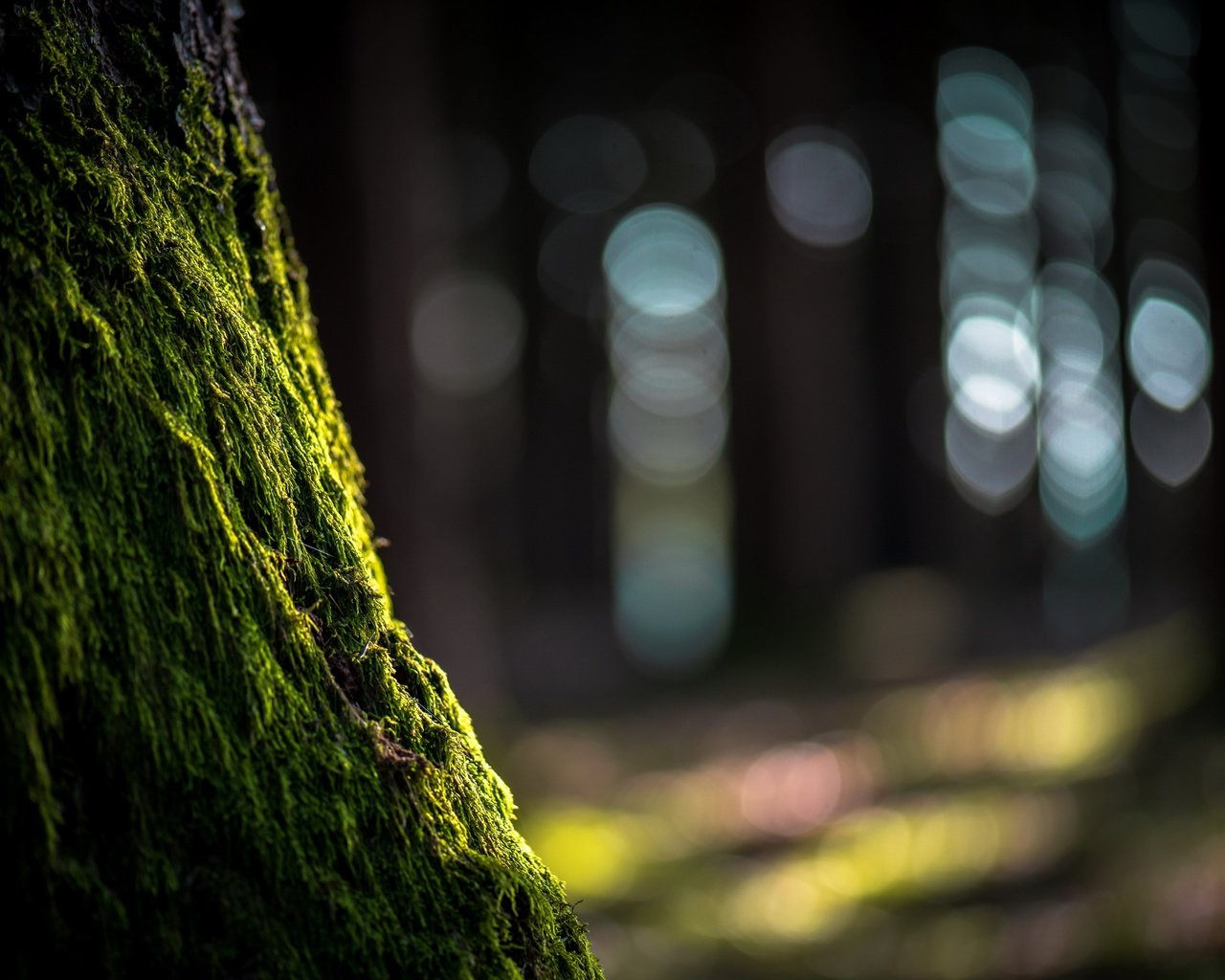 Обои природа, дерево, блики, мох, ствол, nature, tree, glare, moss, trunk разрешение 2560x1609 Загрузить