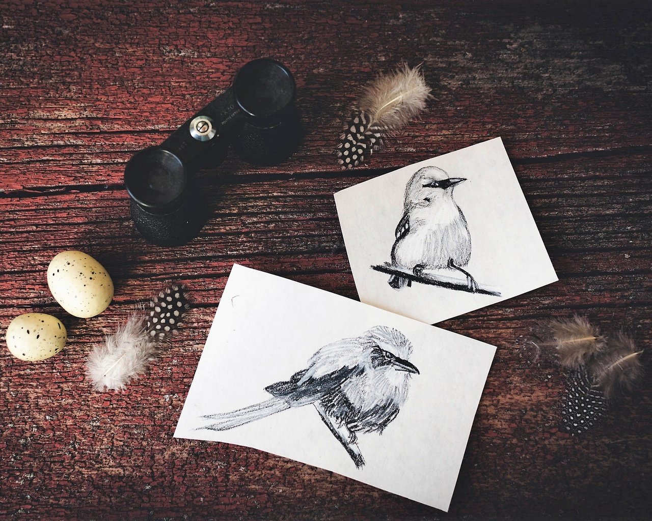 Обои птицы, рисунки, перья, яйца, птичка, бинокль, birds, drawings, feathers, eggs, bird, binoculars разрешение 2048x1365 Загрузить