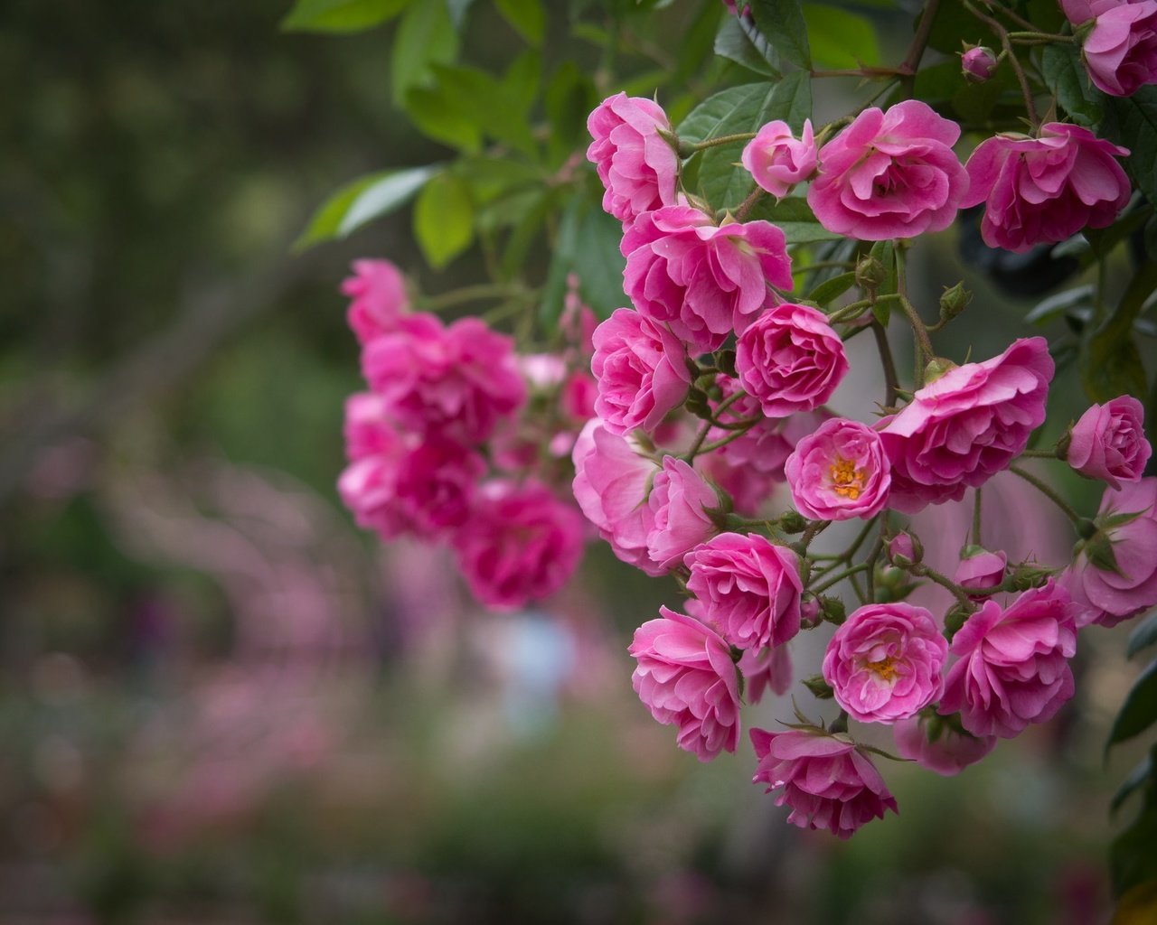 Обои цветы, розы, розовый, куст, flowers, roses, pink, bush разрешение 2048x1365 Загрузить