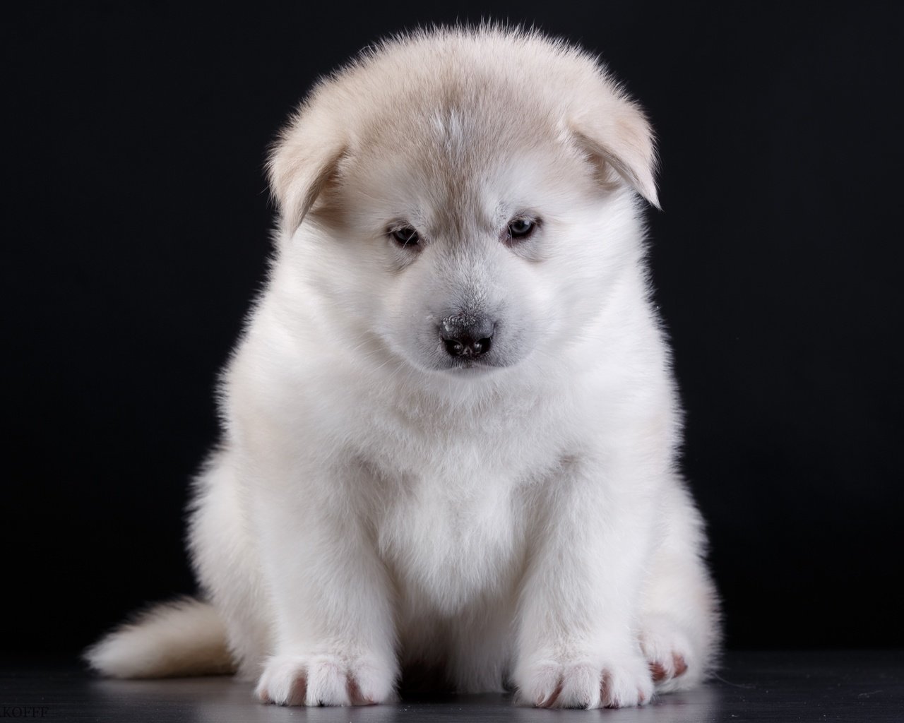 Обои глаза, мордочка, взгляд, собака, щенок, порода, акита, eyes, muzzle, look, dog, puppy, breed, akita разрешение 3000x2072 Загрузить