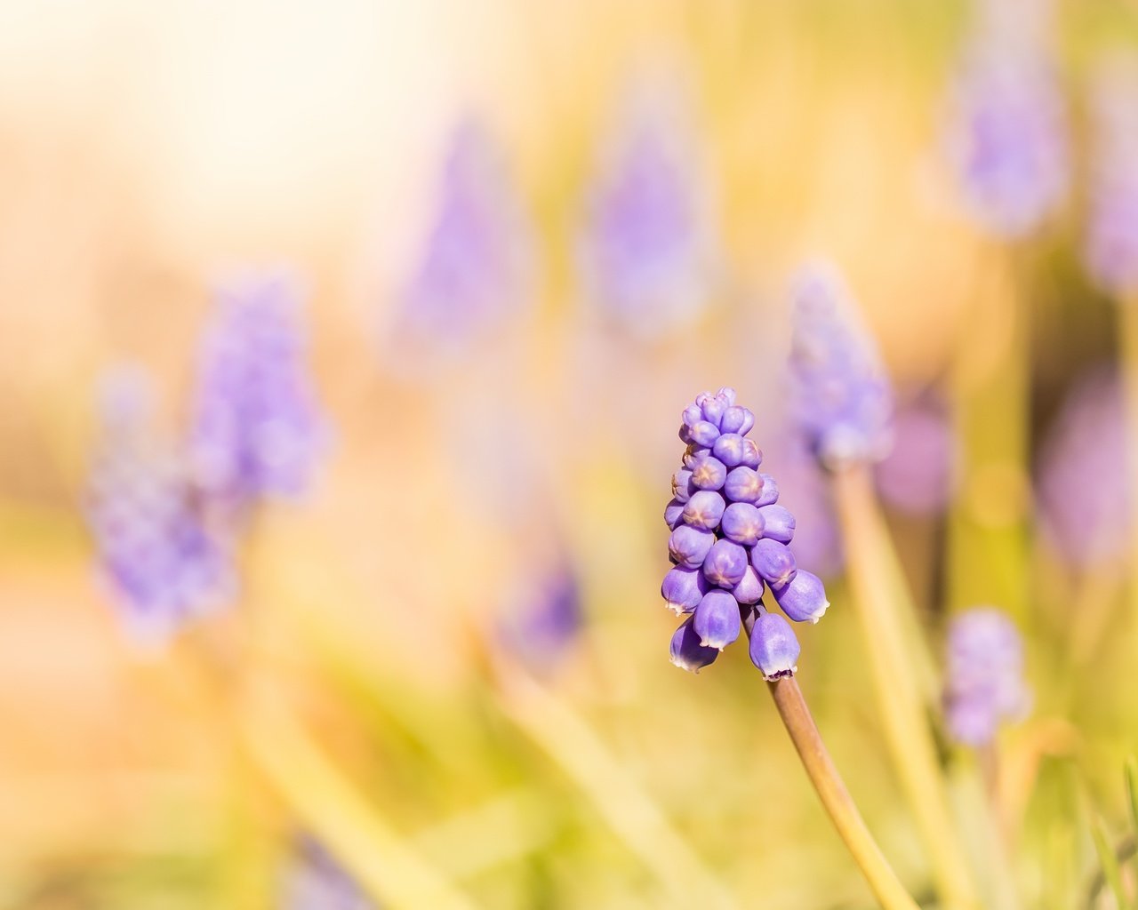 Обои свет, цветы, природа, мускари, light, flowers, nature, muscari разрешение 3911x2607 Загрузить