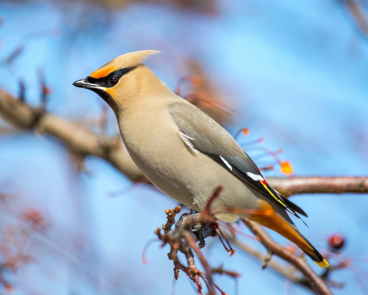 Обои ветка, птица, клюв, перья, свиристель, branch, bird, beak, feathers, the waxwing разрешение 2048x1366 Загрузить