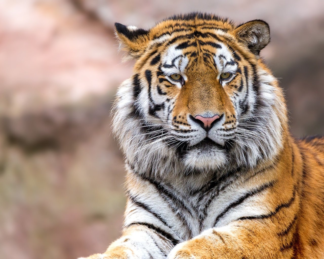 Обои тигр, глаза, морда, взгляд, хищник, большая кошка, tiger, eyes, face, look, predator, big cat разрешение 2560x1707 Загрузить