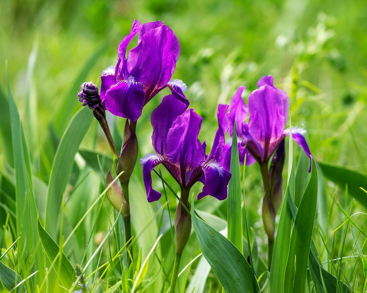 Обои цветы, трава, фиолетовый, весна, ирисы, ирис, flowers, grass, purple, spring, irises, iris разрешение 1920x1278 Загрузить