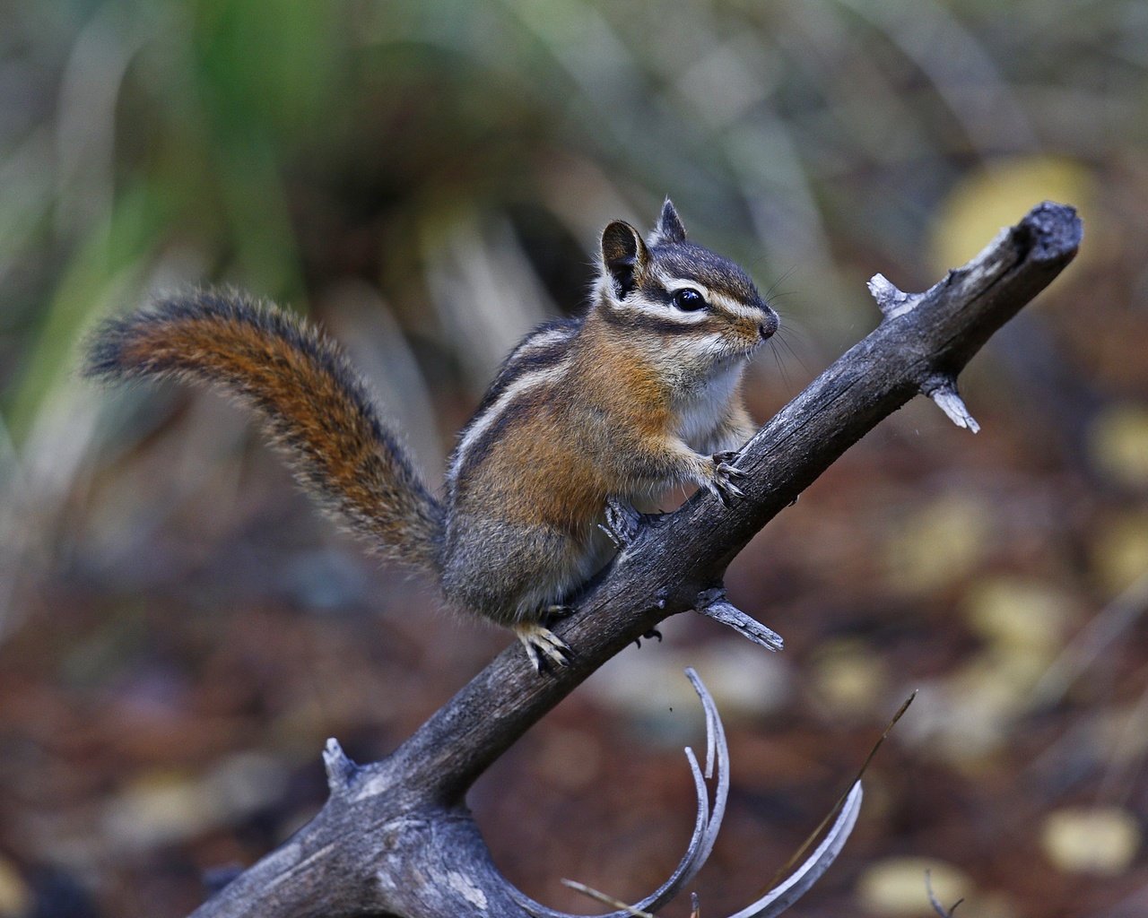 Обои ветка, природа, фон, животное, бурундук, грызун, branch, nature, background, animal, chipmunk, rodent разрешение 2048x1406 Загрузить