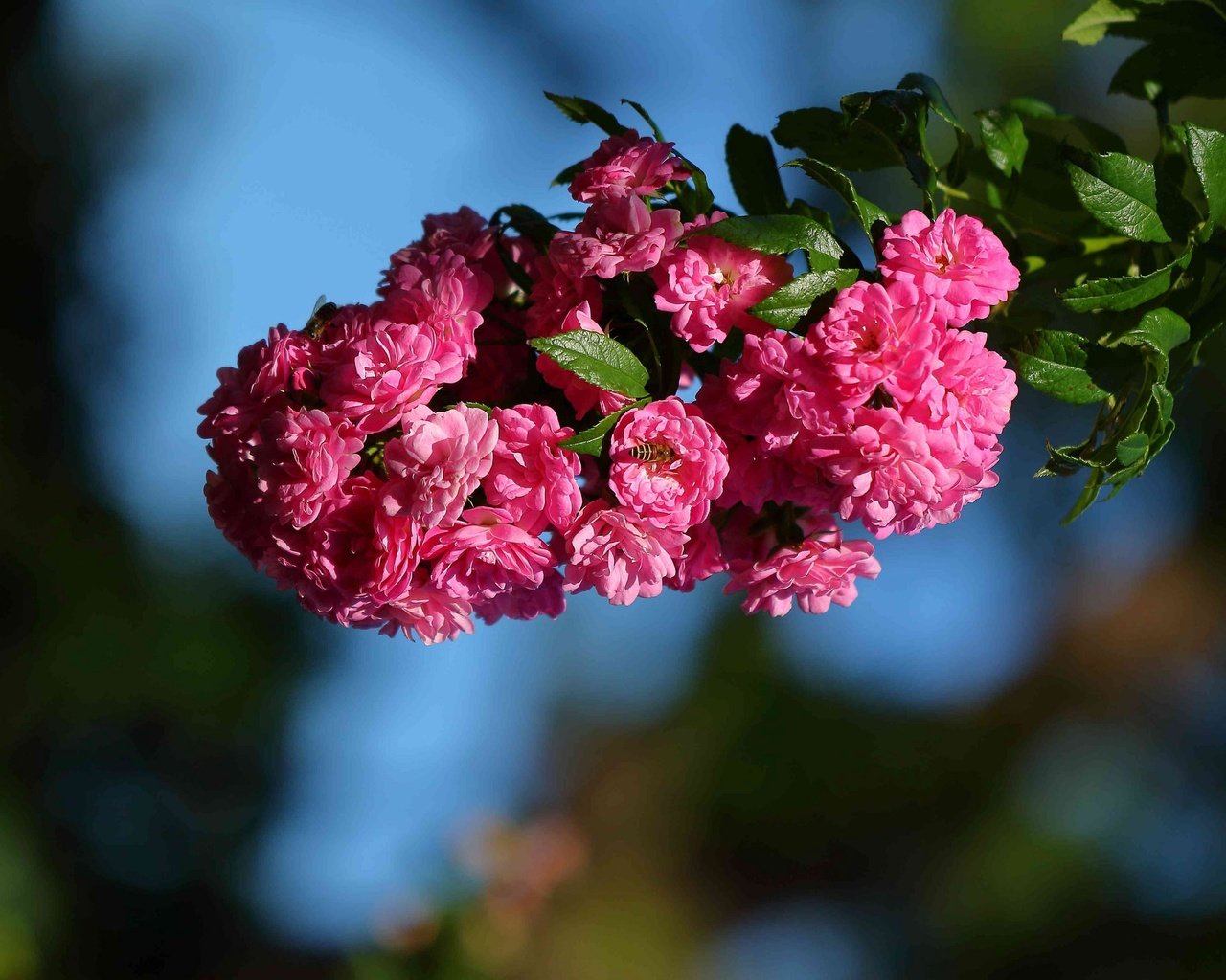 Обои цветы, ветка, макро, шиповник, цветки, flowers, branch, macro, briar разрешение 2048x1489 Загрузить